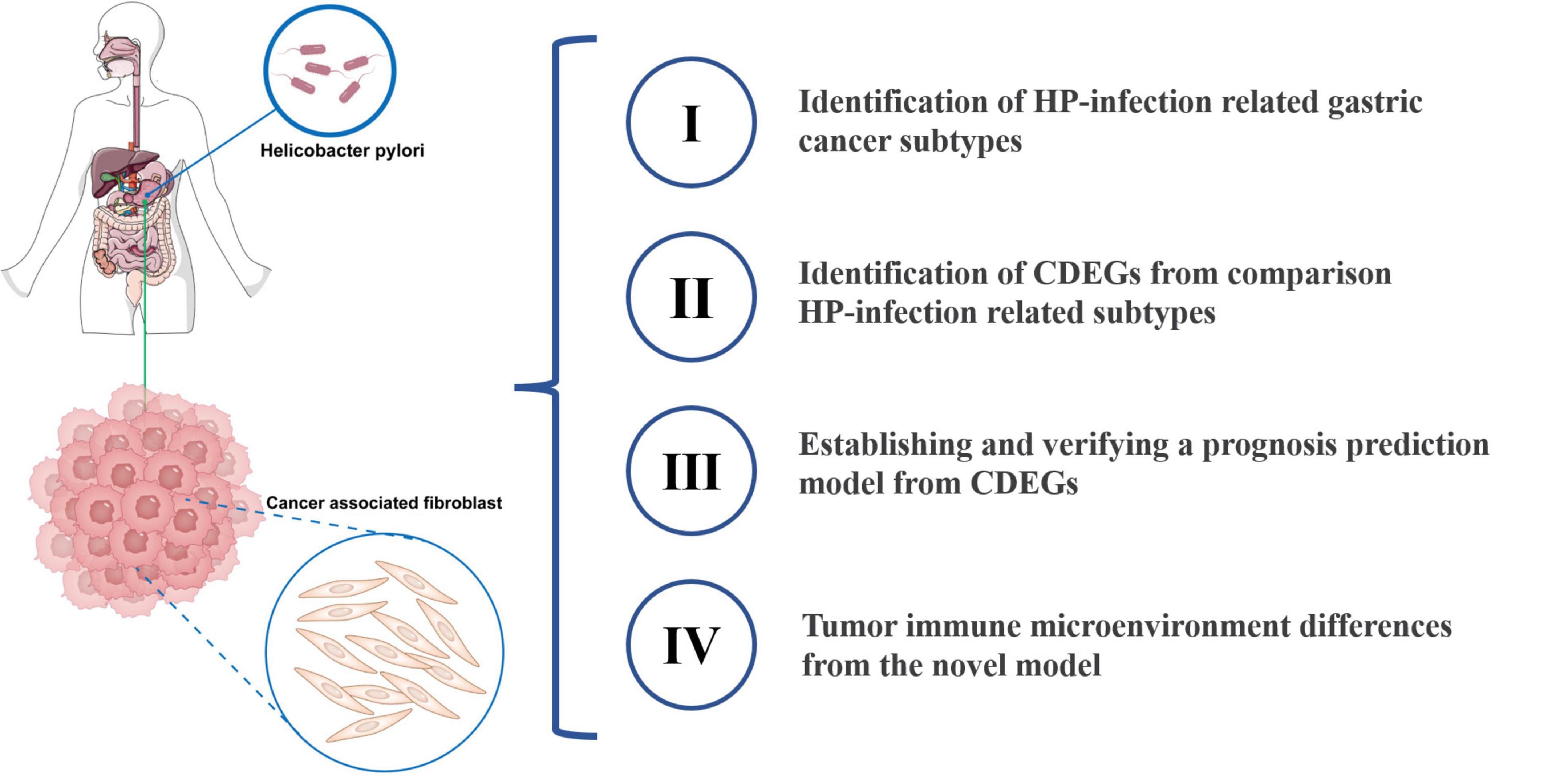 Cancer-associated fibroblast related gene signature in Helicobacter pylori-based subtypes of gastric carcinoma for prognosis and tumor microenvironment estimation in silico analysis